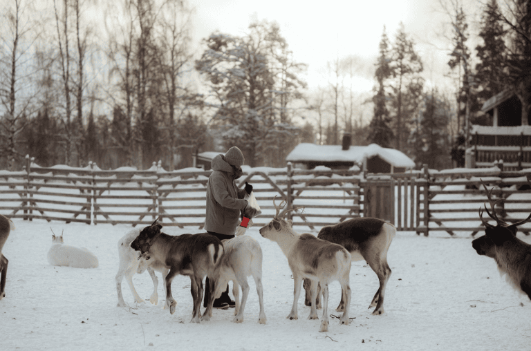 Visiting traditional reindeer farm in Levi